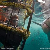 Great White Shark Cage Diving 